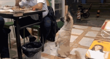 流浪狗向顾客讨食，却遭到忽视，随后一个小举动，竟让人乖乖就范