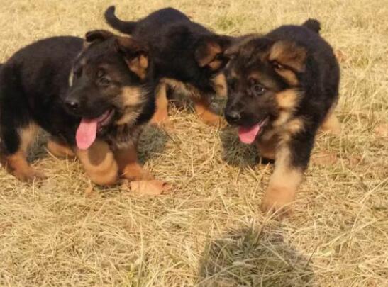 面對德國牧羊犬的破壞性行為及時糾正最重要