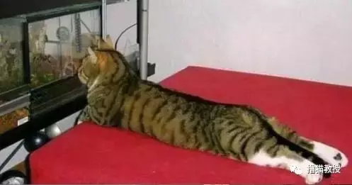 當家里有了魚缸后，貓咪就當電視看上癮了