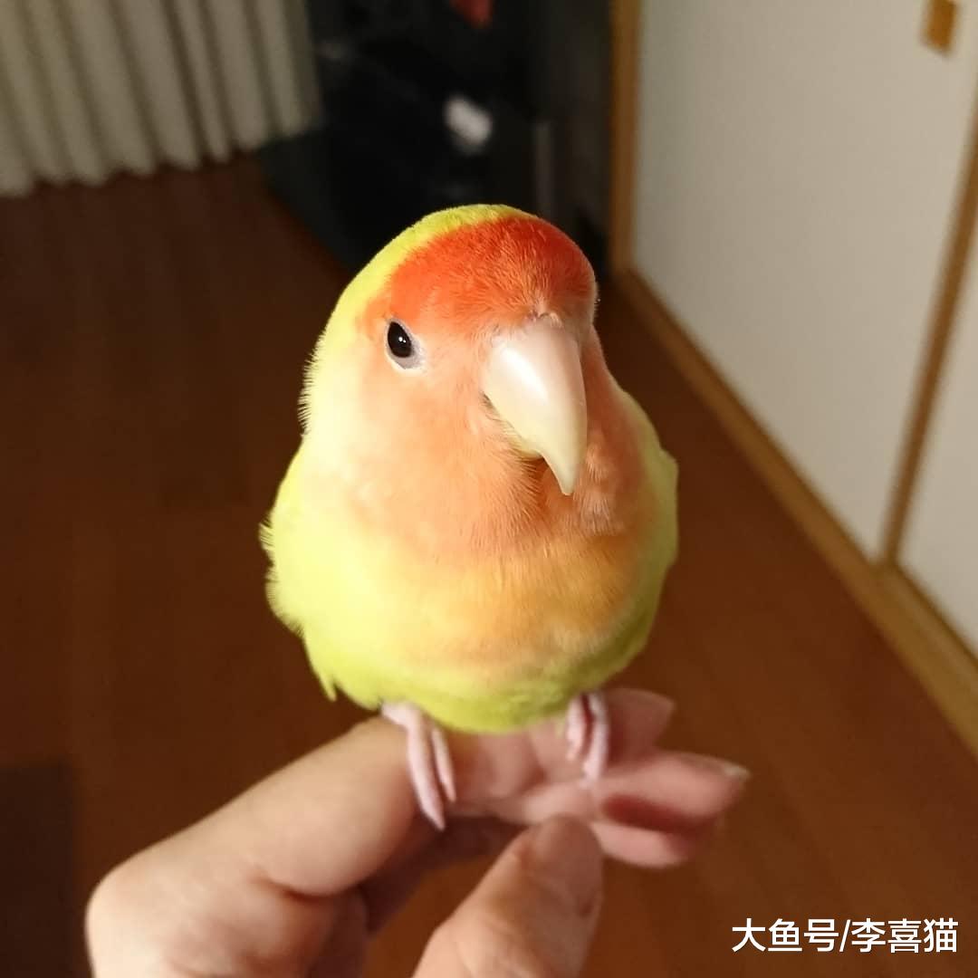 鹦鹉虽然很可爱但不是所有的都能养，喜欢的话可以养这三种鹦鹉