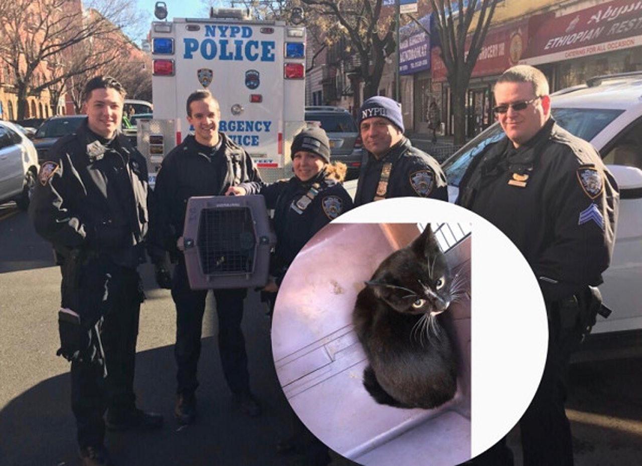 小猫不慎入车底, 行驶28公里后才被发现, 7名警员趴地上营救