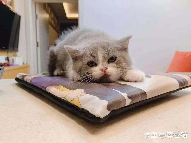 猫咪粘人更受三点因素影响，铲屎官从小养大并不能决定小猫性格