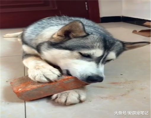 网友养了一只哈士奇，蠢到连石头也不放过，二哈的世界真是读不懂