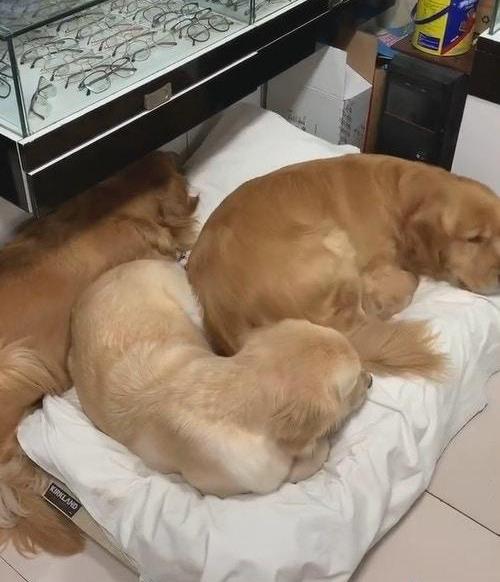 猫咪与2只金毛温暖熟睡，谁知又来一只庞然大物，把猫咪压得惨叫