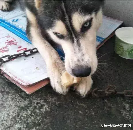 哈士奇被偷四天后在菜市场遇到它，卖家：这傻狗五百卖给你算了