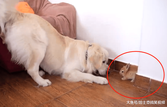 金毛把兔子当宝宝，拱它到窝里后自己睡地板，狗：长得很像我
