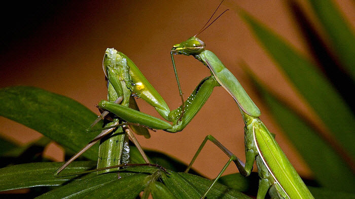 流言终结者，有关动物认知的十大真相