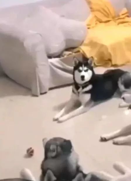 4只哈士奇组队拆家，唯独不拆空调，主人：狗也知道要避暑！