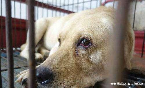 如果你經常對狗狗做這5件事，它只會越來越恨你，別犯錯了！