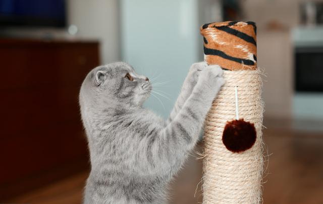 揭秘猫的4的怪癖，10只里面7只有，你家的猫也是这样吗？