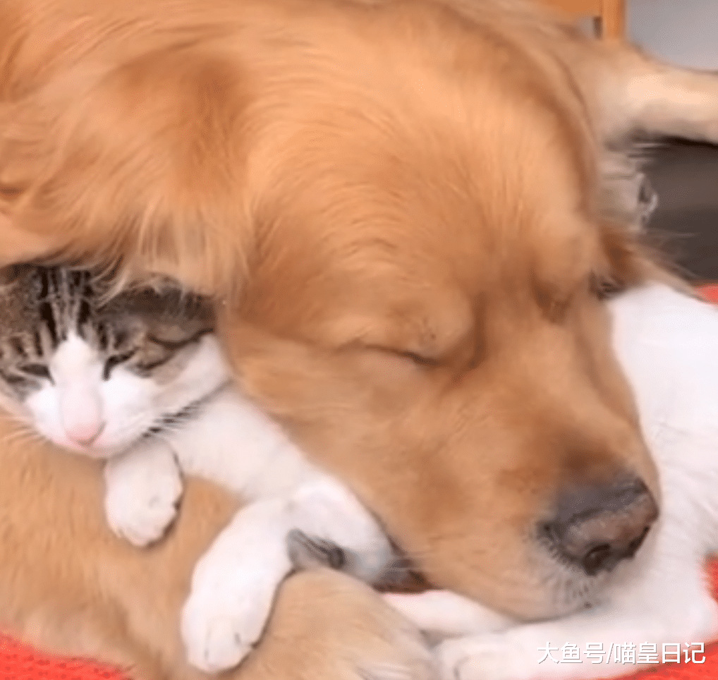 在记住主人这方面，猫咪并不比狗狗差，中华田园猫尤其如此