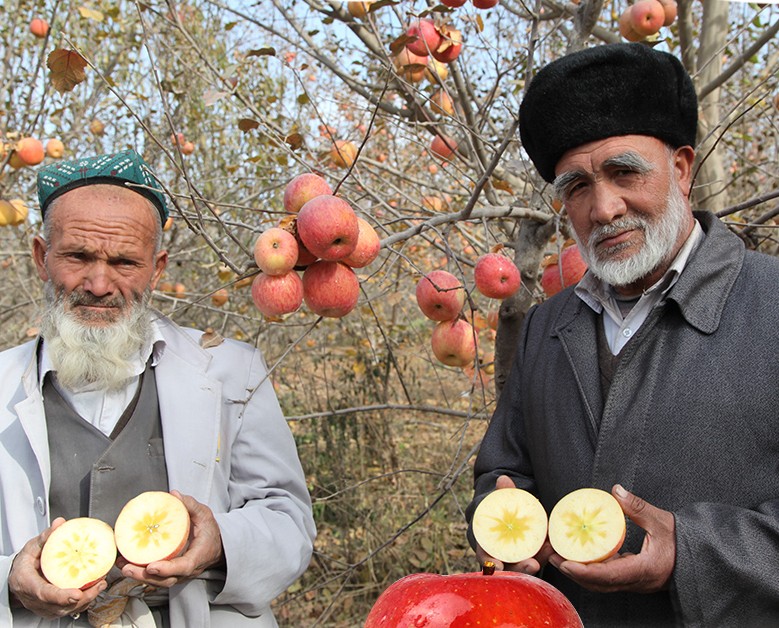 歪瓜裂枣才好吃？新疆“阿克苏”苹果卖相虽丑，却比红富士花牛甜多了