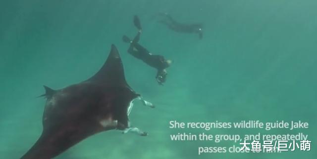 3米宽珍稀鬼蝠魟，居然主动接近人，仔细一看是在求救