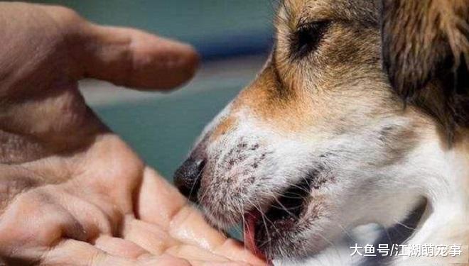 狗狗喜欢对主人做这几件事，说明狗狗很爱你