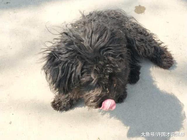 老板收养流浪狗，见狗狗很怕生，询问老板后，真相让人为之痛心