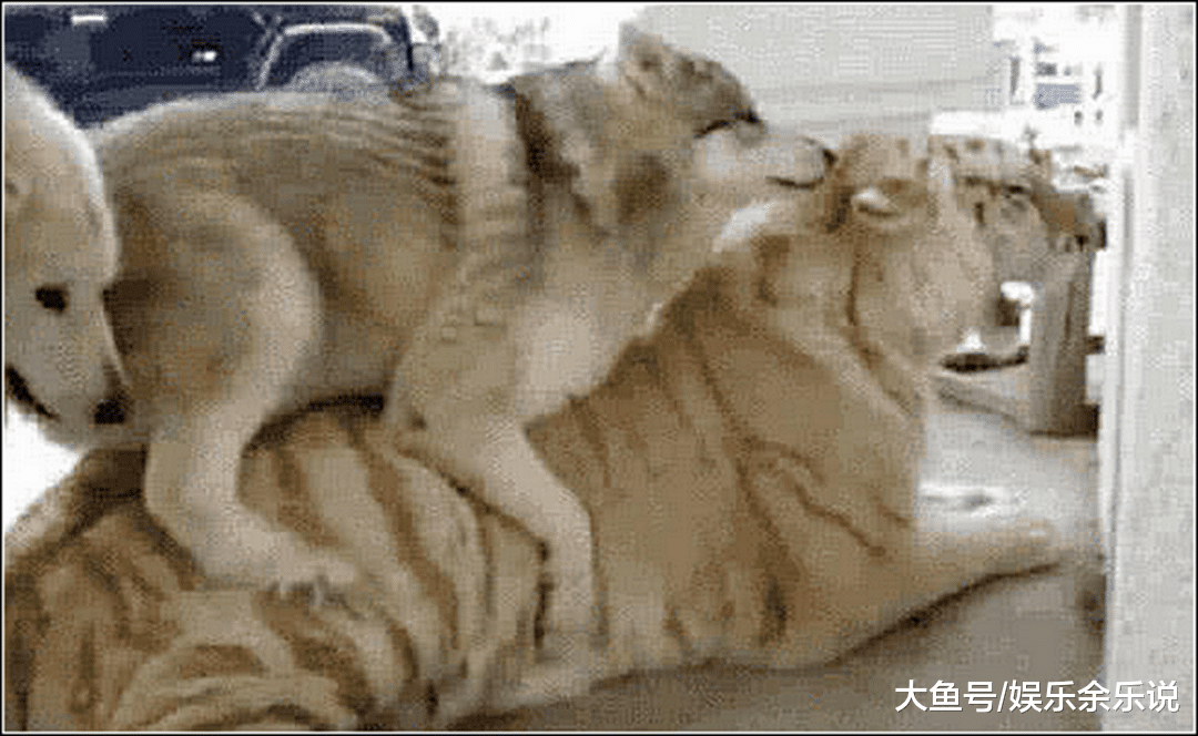 哈士奇总是犯错，男子带老虎回家震慑二哈，隔天看到这幕不淡定了