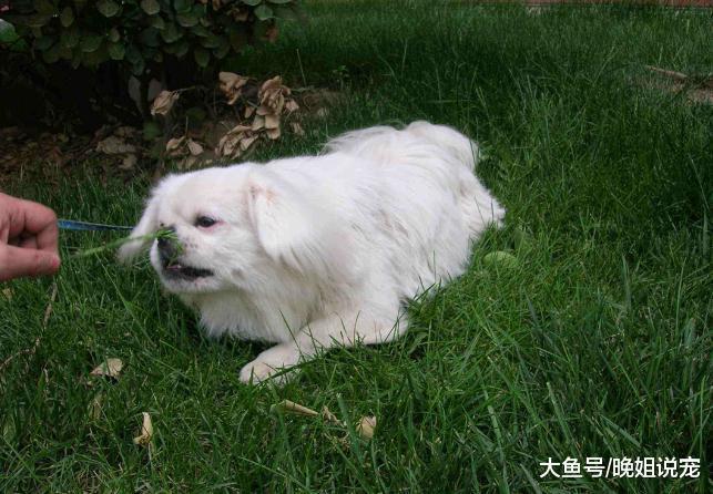 狗狗为什么会吃草？吃草的原因有5个，想知道的人赶紧来