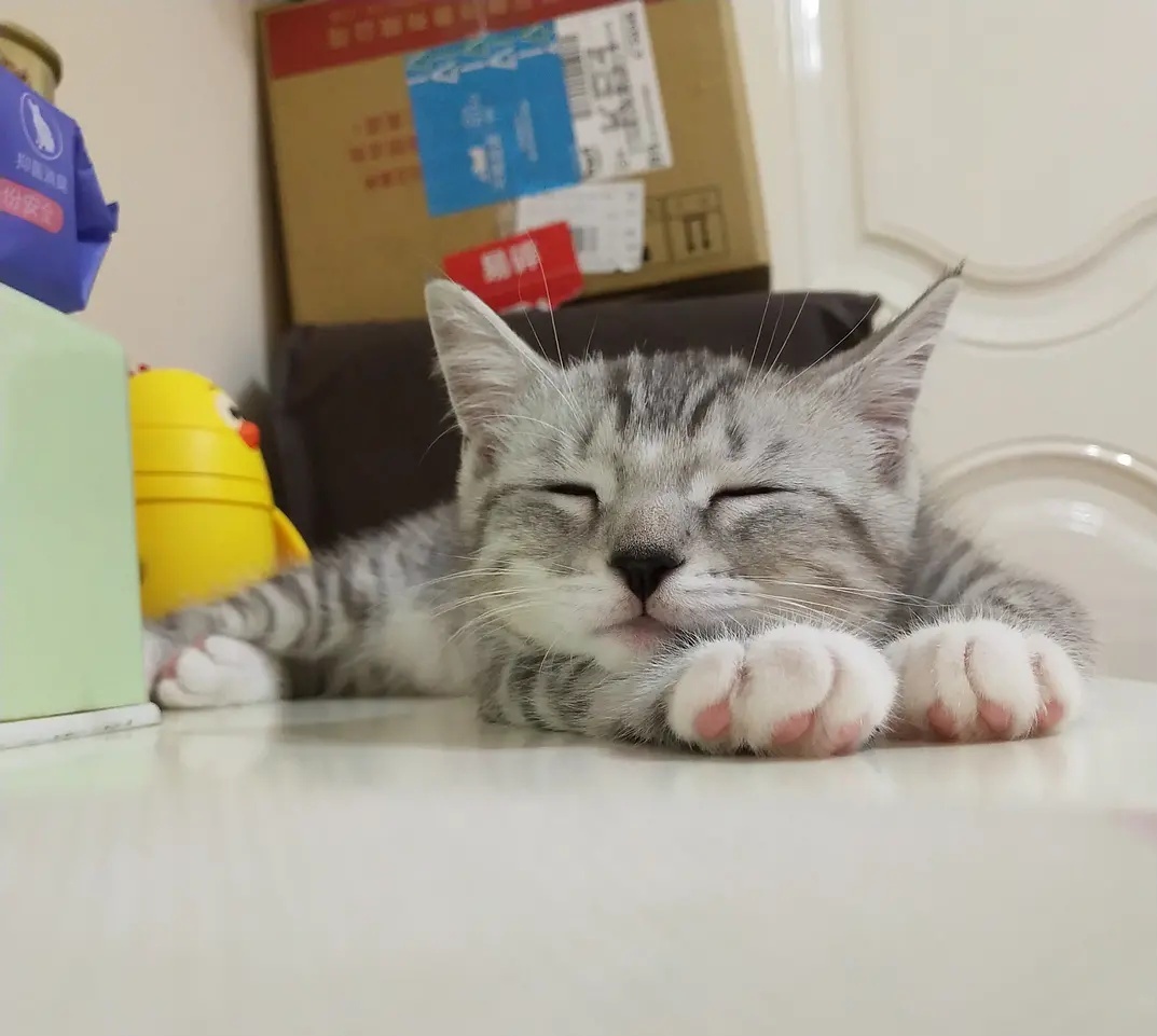 为什么说猫咪挑食，是主人长期宠溺的结果？只因这一原因导致！