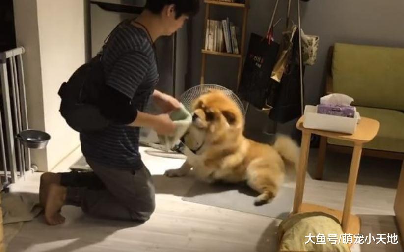 松獅散步回家自動就定位等擦腳腳，爸爸驕傲贊：真乖！