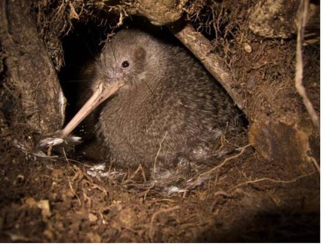 女子在山里发现大鸟蛋，本想收入囊中，见到鸟妈妈瞬间打消念头