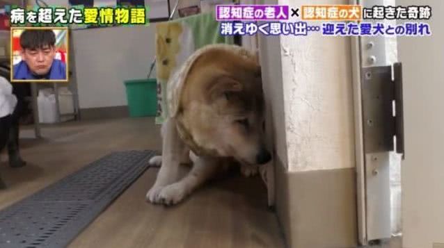 一起患上了痴呆症的奶奶和柴犬，长时间未见，感人的画面就此上演