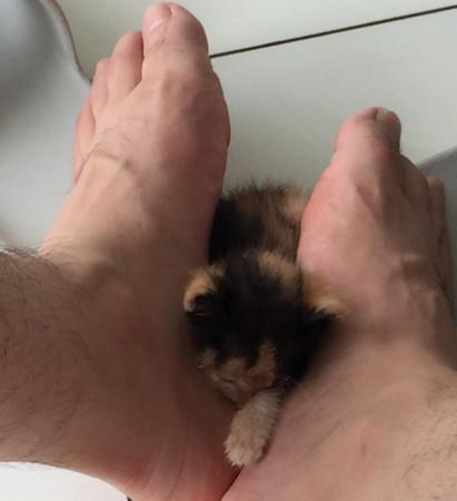 可怜！小猫太瘦弱被猫妈妈抛弃，不让它吃奶，被收养后拼命吃