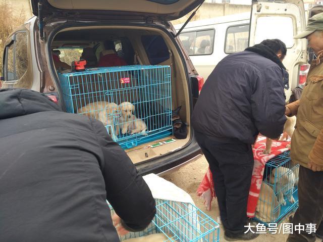 男子和商贩谈好购买拉布拉多的价格后, 便开始检查狗健不健康!