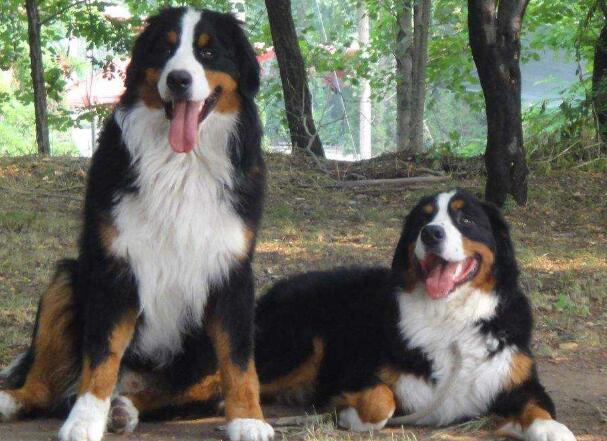 解读“伯恩山犬”，山地中的王者，曾经代替了瑞士的拉货车