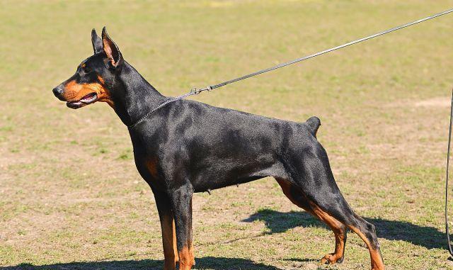 德国杜宾犬有这6种突出的优点，难怪现在还有这么多人想养！