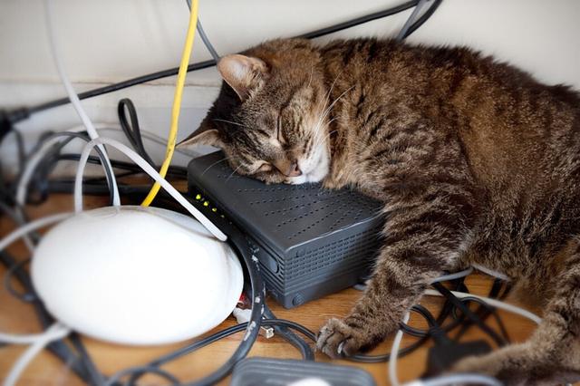 把猫星人独留家中？猫奴10个出远门前应注意事情