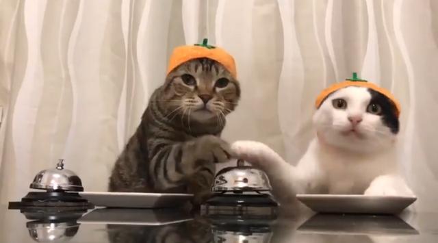 2只猫咪心急吃饭，狂按“服务铃”催上菜，而且还按错了对方的