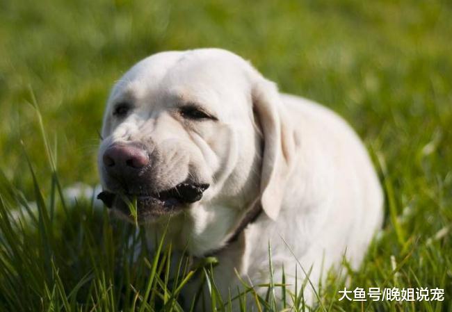 别嫌养狗狗费钱还麻烦, 可以带来好多福利, 还能提高你的桃花运呢?