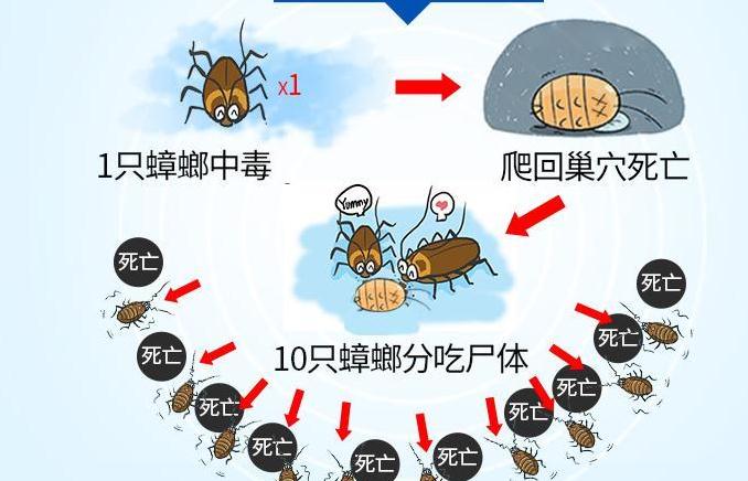 家中一旦出现蟑螂，记住千万别踩，3个办法，蟑螂死光光