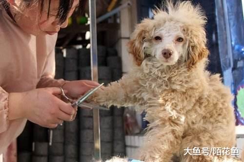 主人带狗子理发还给它弄了个锡纸烫 网友：已走上狗生巅峰