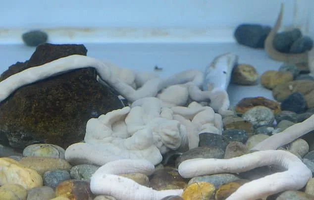 日本一水族馆海虫吞食整条死鱼 画面“恶心但可爱”