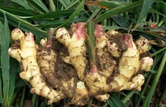 切块生姜放水里，7天发芽，半年结出一桶姜！