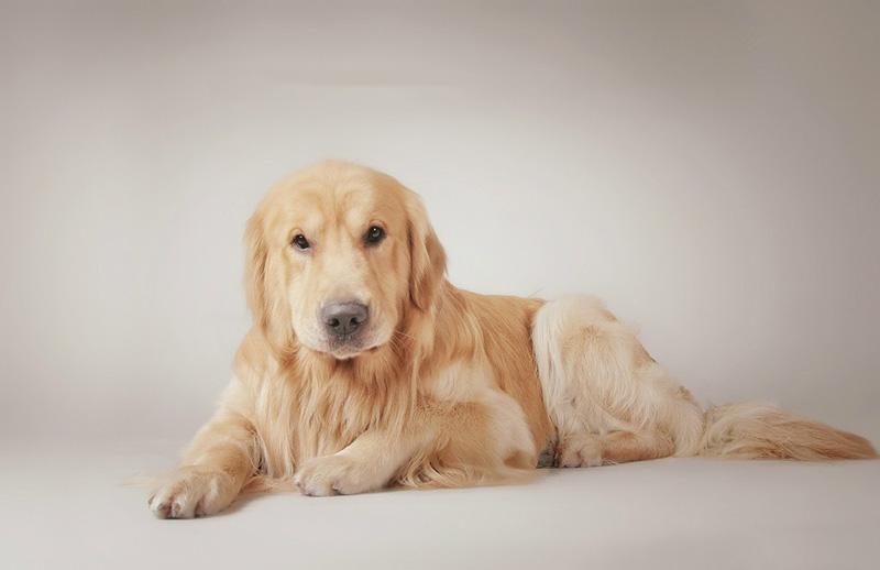 成年金毛犬的养法