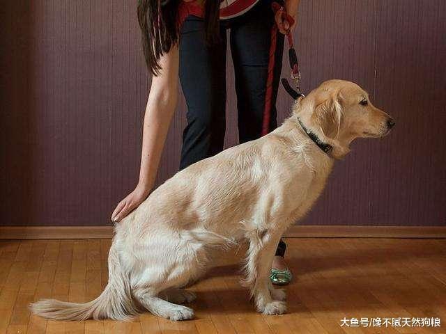 千万不要随便打狗狗，会有这5个严重的后果，很严重！