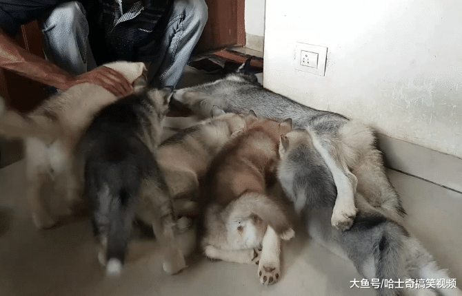 二哈生宝宝后越来越瘦，看到奶狗才明白，还好主人回来早点