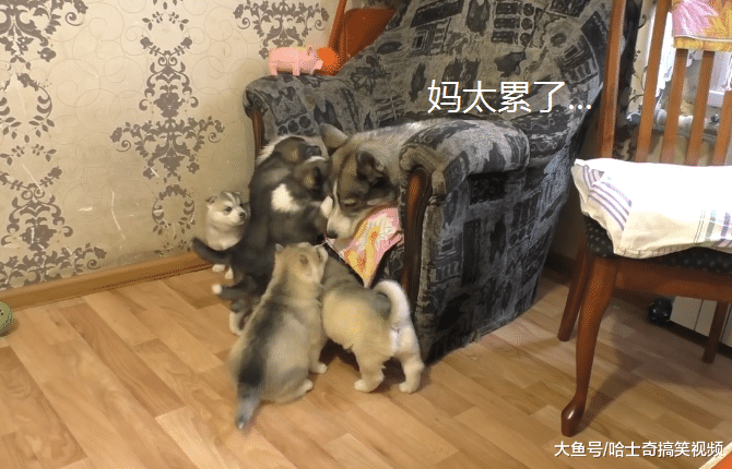 小奶狗才一个月大，二哈就开始逃避喂奶了，狗：让我静静吧