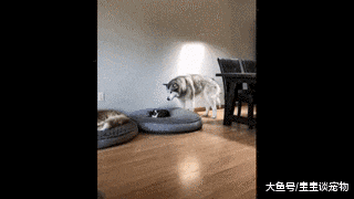 二哈半夜起床撒尿，狗窝被猫迅速占领，下一秒这货的表现怂出天际