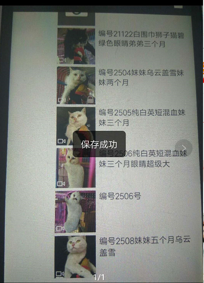 賺翻？120元在拼多多上購買中華田園貓有多可怕