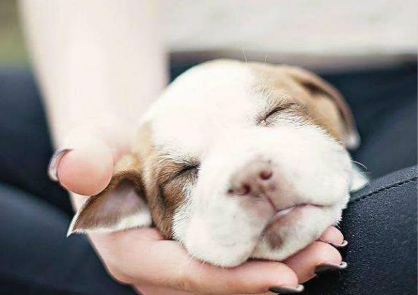 养幼犬的技巧大全，这些知识最少值10万！