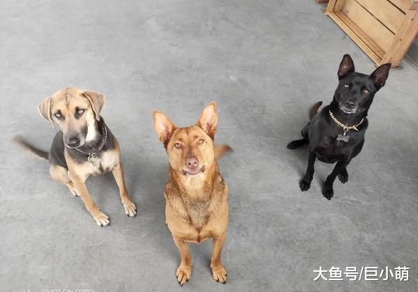 为了避开狗狗吃顿饭，主人把自己关住，谁知道还是失败了