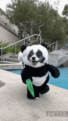 准备给狗接生，一检查全家都怒了