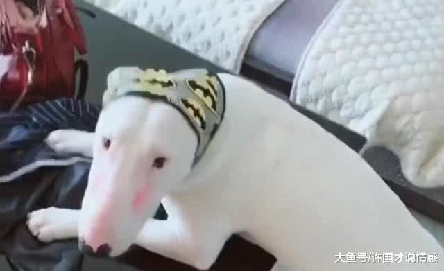 本来还是英俊的小狗，主人非要给它化妆，狗子：没脸见人了啊！