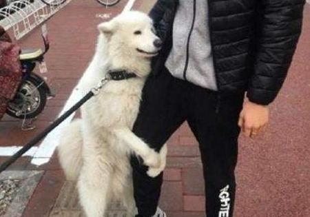狗狗若有以下6種表現，智商都是比較低下的！