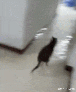 哈士奇自己打开了水龙头，把家里变成了泳池，主人：狗肉怎么做好