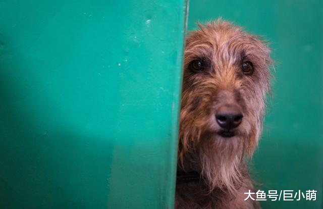 一文读懂狗狗焦虑症状，狗狗的心思，从此不再靠猜