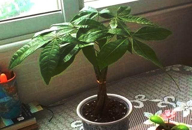 在家养发财树，注意这几点，叶子有精神不发黄！